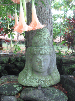 hawaiianbuddha